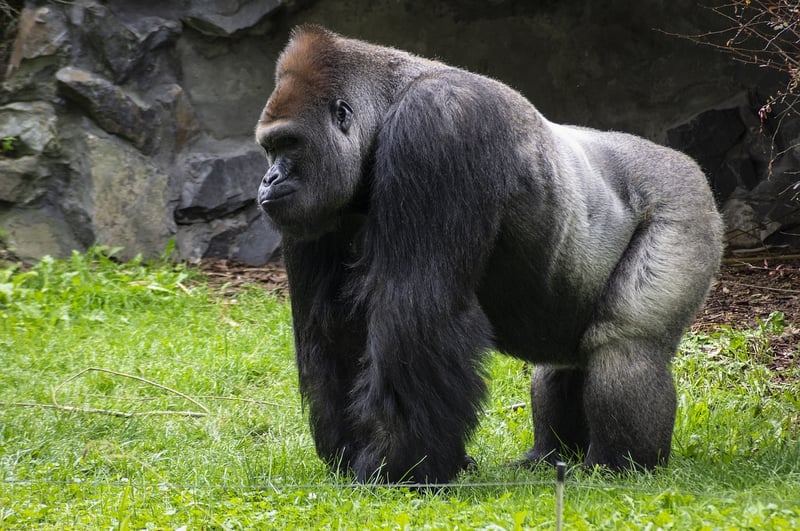 Congo Basin, Africa