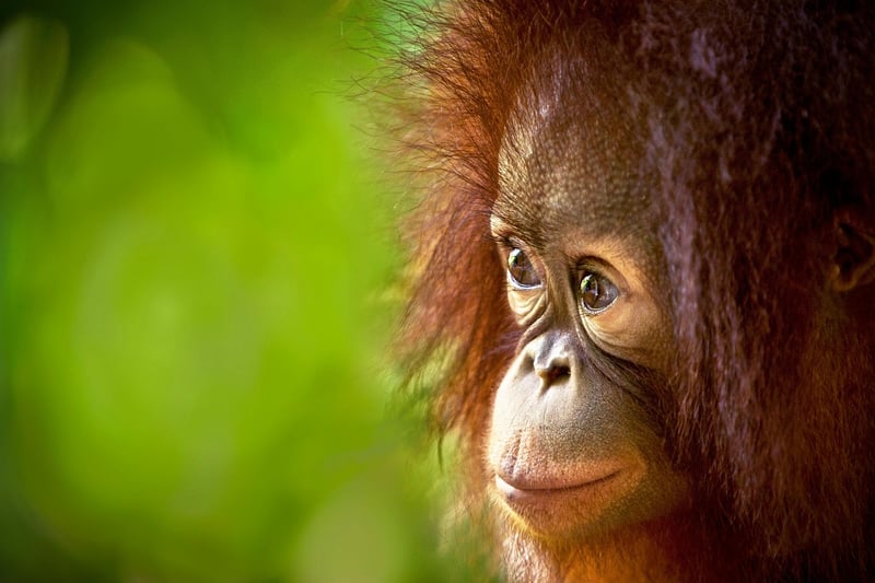 Borneo, Malaysia