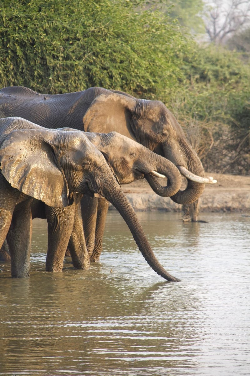 Tented Camp Safari
